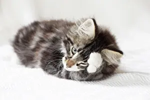 Jean: 80197972 Cat - Norwegian Forest Cat Jean-Michel