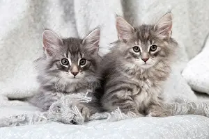 Jean: 80198037 Cat - Norwegian Forest Cat Jean-Michel