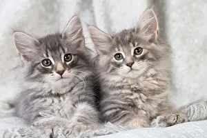 Jean: 80198038 Cat - Norwegian Forest Cat Jean-Michel