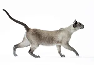 Siamese: 80198047 Cat - Siamese Jean-Michel Labat All images