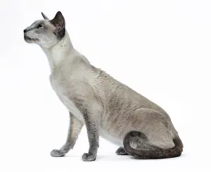 Siamese: 80198050 Cat - Siamese Jean-Michel Labat All images