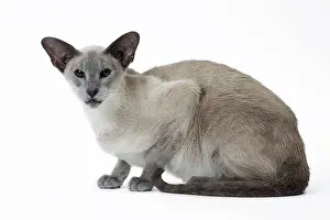 Siamese: 80198051 Cat - Siamese Jean-Michel Labat All images