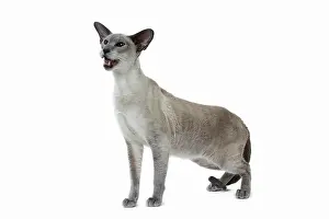 Siamese: 80198052 Cat - Siamese Jean-Michel Labat All images