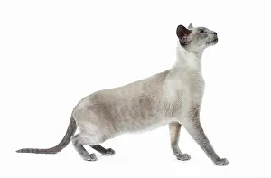 Siamese: 80198053 Cat - Siamese Jean-Michel Labat All images