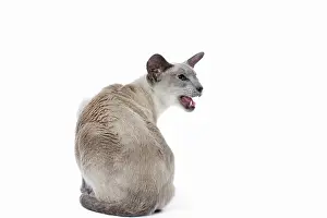 Siamese: 80198054 Cat - Siamese Jean-Michel Labat All images