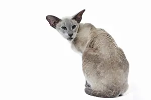 Siamese: 80198055 Cat - Siamese Jean-Michel Labat All images