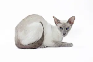 Siamese: 80198056 Cat - Siamese Jean-Michel Labat All images