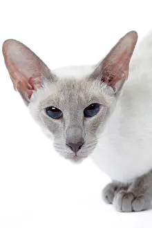 Siamese: 80198057 Cat - Siamese Jean-Michel Labat All images