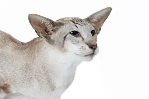 Siamese: 80198058 Cat - Siamese Jean-Michel Labat All images