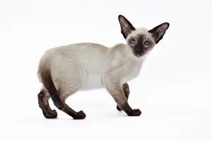 Siamese: 80198059 Cat - Siamese kitten Jean-Michel Labat