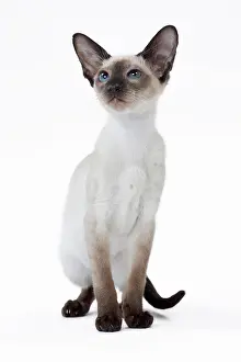 Siamese: 80198060 Cat - Siamese kitten Jean-Michel Labat