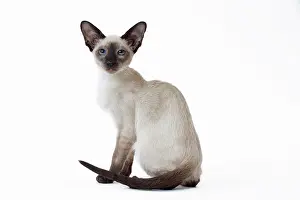 Siamese: 80198061 Cat - Siamese kitten Jean-Michel Labat