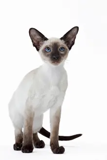 Siamese: 80198062 Cat - Siamese kitten Jean-Michel Labat