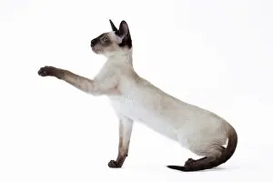 Siamese: 80198063 Cat - Siamese kitten Jean-Michel Labat
