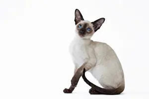 Siamese: 80198064 Cat - Siamese kitten Jean-Michel Labat