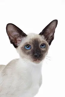 Siamese: 80198065 Cat - Siamese kitten Jean-Michel Labat