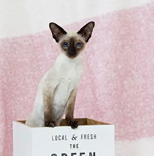 Siamese: 80198067 Cat - Siamese kitten Jean-Michel Labat