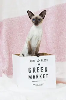 Siamese: 80198068 Cat - Siamese kitten Jean-Michel Labat