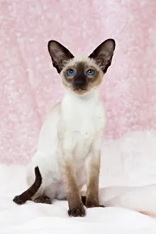 Siamese: 80198069 Cat - Siamese kitten Jean-Michel Labat