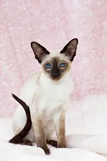 Siamese: 80198070 Cat - Siamese kitten Jean-Michel Labat