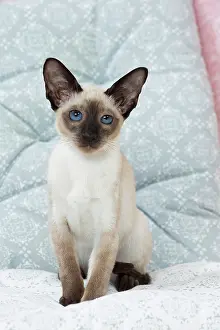 Siamese: 80198071 Cat - Siamese kitten Jean-Michel Labat