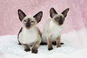 Siamese: 80198072 Cat - Siamese Jean-Michel Labat All images