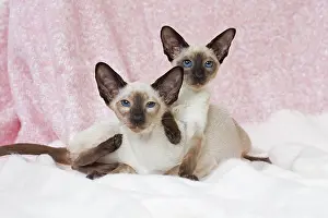 Siamese: 80198073 Cat - Siamese Jean-Michel Labat All images