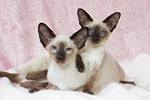 Siamese: 80198074 Cat - Siamese Jean-Michel Labat All images