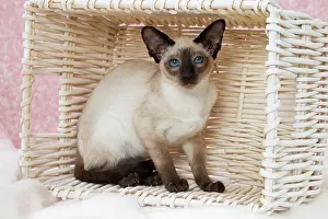 Siamese: 80198075 Cat - Siamese Jean-Michel Labat All images