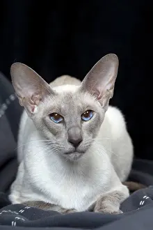 Siamese: 80198076 Cat - Siamese Jean-Michel Labat All images