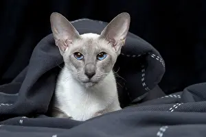 Siamese: 80198077 Cat - Siamese Jean-Michel Labat All images