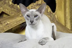 Siamese: 80198078 Cat - Siamese Jean-Michel Labat All images