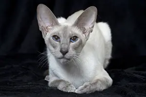 Siamese: 80198079 Cat - Siamese Jean-Michel Labat All images