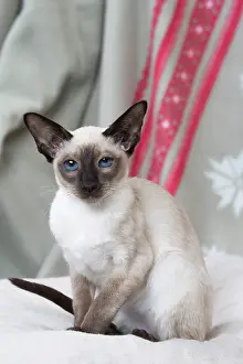 Siamese: 80198081 Cat - Siamese kitten Jean-Michel Labat