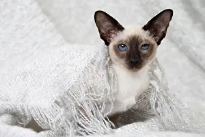 Siamese: 80198082 Cat - Siamese kitten Jean-Michel Labat