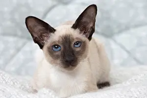 Siamese: 80198083 Cat - Siamese kitten Jean-Michel Labat