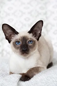 Siamese: 80198084 Cat - Siamese kitten Jean-Michel Labat