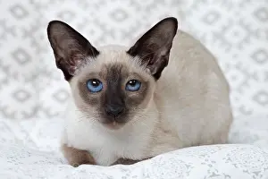 Siamese: 80198085 Cat - Siamese kitten Jean-Michel Labat