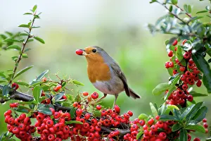 Pyracantha: 80198086 Robin - eating Pyracantha berries Cornwall