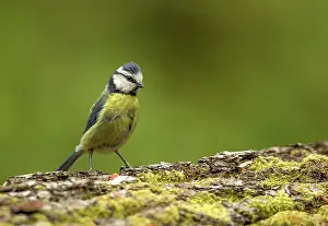 Fallen: 80198091 Blue Tit - perched on fallen tree trunk