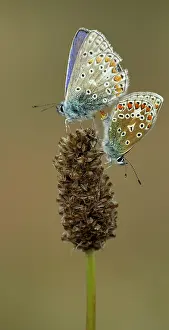 Upperside: 80198093 Common Blue Butterflies - male and female