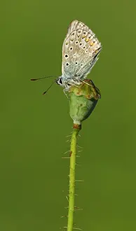 Widespread: 80198094 Common Blue Butterfly - resting on wild