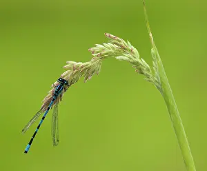 Damselfly: 80198095 Common Blue Damselfly - male - resting