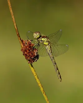 Trust: 80198096 Common Darter - female resting on reed