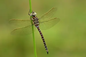 Heathland: 80198097 Common Hawker Dragonfly - male perched
