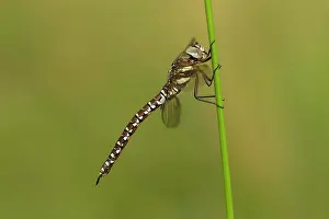 Bent: 80198098 Common Hawker Dragonfly - male side view