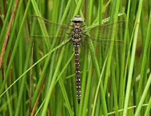 Heathland: 80198099 Common Hawker Dragonfly - male perched