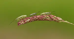 Damsel: 80198100 Damsel Bugs - three resting on grass stem