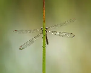 Emerald: 80198101 Emerald Damselfly - female on reed stem