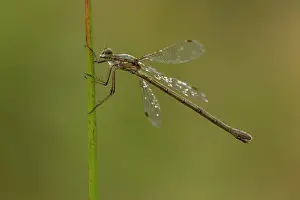 Emerald: 80198102 Emerald Damselfly - female perched on reed